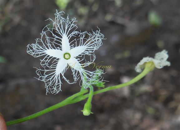  Male Flower